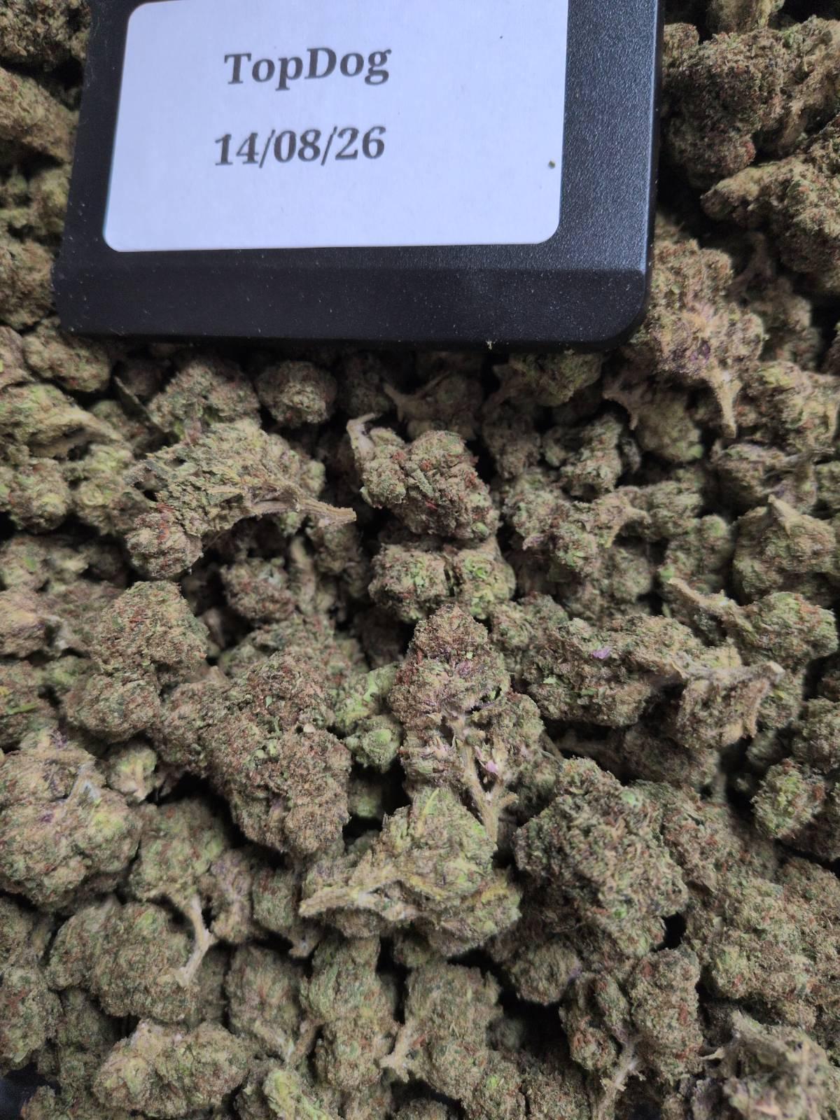 Golden Ticket (CALI)